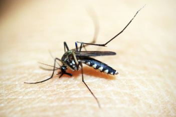 Είσαι μαγνήτης για κουνούπια; Ευθύνεται η μυρωδιά σου, λέει νέα έρευνα