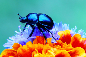 Είναι τα βρώσιμα έντομα η τροφή του μέλλοντος;