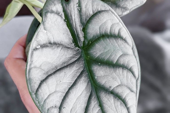 Alocasia Silver Dragon: Ένα από το πιο πρωτότυπα φυτά για να προσφέρετε τώρα τις γιορτές και να κάνετε τη διαφορά
