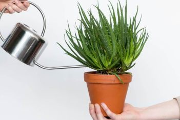 Τελικά, κάθε πότε το φυτό σας χρειάζεται πότισμα; 
