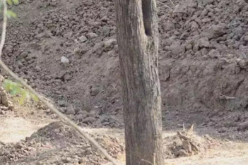 Ο viral γρίφος που έχει ρίξει το internet: Εσύ μπορείς να βρεις την κρυμμένη λεοπάρδαλη στην εικόνα;