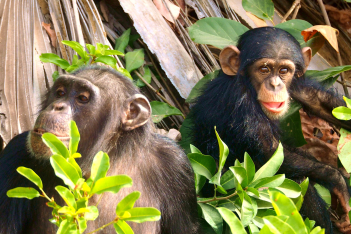 Οι έφηβοι χιμπατζήδες και τα έφηβα παιδιά έχουν παρόμοια προβλήματα, αλλά μια μεγάλη διαφορά - Νέα έρευνα