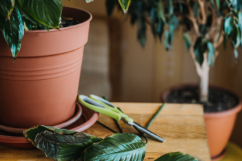 6 σημάδια που δείχνουν ότι ποτίζεις υπερβολικά τα φυτά σου