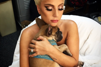Η Lady Gaga δέχτηκε μήνυση από συνεργό στην υπόθεση κλοπής των σκύλων της- Της ζητά 1,5 εκατ. δολάρια