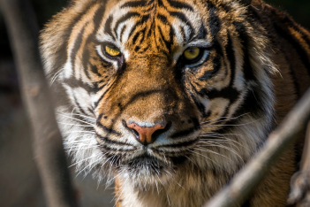 Οι τίγρεις έχουν χαρακτήρα: Νέα έρευνα ανακάλυψε τα 2 βασικά στοιχεία της προσωπικότητάς τους