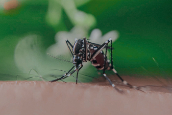 ΗΠΑ: Καταγράφηκαν τα πρώτα κρούσματα ελονοσίας μετά από 20 χρόνια