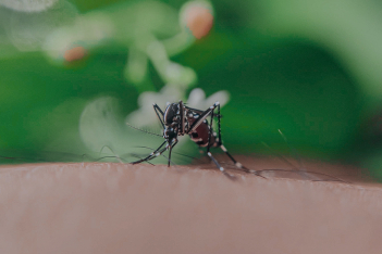 Πότε μας ανησυχεί το τσίμπημα κουνουπιού και πέντε τρόποι να αντιμετωπίσουμε το ενοχλητικό τσίμπημα 