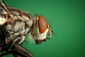 Τι θα συμβεί στον οργανισμό μας αν καταπιούμε έντομο - Πότε πρέπει να ανησυχήσουμε 