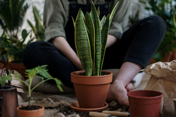 Ο κανόνας των 3 ωρών που θα σε σώσει από τον καύσωνα όσο φροντίζεις τα φυτά σου