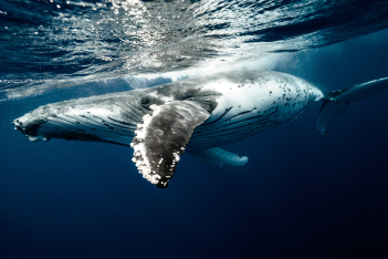 Ισπανία: Βρέθηκε νεκρή φάλαινα με «θησαυρό» αξίας 500.000 ευρώ στο στομάχι της 