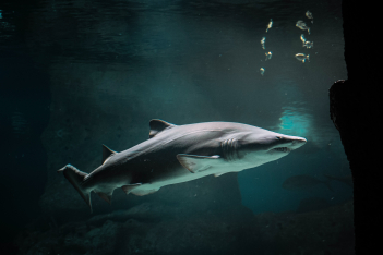 Υπάρχουν λευκοί καρχαρίες στην Ελλάδα; Η τραγική ιστορία της Βάντας Πιέρρη