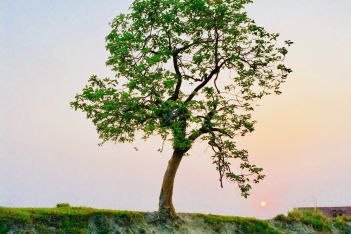 Το ψυχολογικό τεστ με το δέντρο θα αποκαλύψει αν έχεις συναισθηματική σταθερότητα