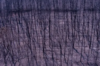Αλεξανδρούπολη: Η μεγαλύτερη καμένη δασική έκταση σε ευρωπαϊκό έδαφος εδώ και χρόνια