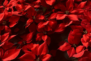 Αλεξανδρινό: Η ιστορία πίσω από το διάσημο φυτό των Χριστουγέννων και πώς να το φροντίσεις