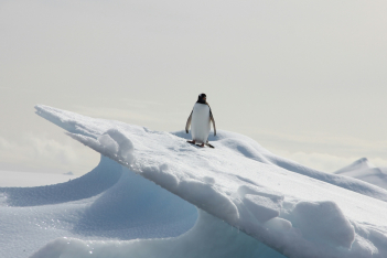 Ημέρα Αγίου Βαλεντίνου: Δείξε την αγάπη σου για τον πλανήτη, υιοθετώντας έναν πιγκουίνο 