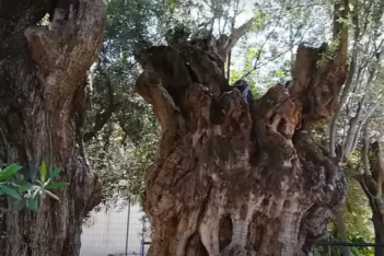 Το δέντρο ηλικίας 2.500 ετών που «είδε» τη Ναυμαχία της Σαλαμίνας ζει μέχρι και σήμερα