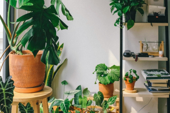 5 φυτά εσωτερικού χώρου που διώχνουν τη μούχλα από το σπίτι 