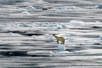 Κλιματική κρίση: Οι πολικές αρκούδες βρίσκονται σε κίνδυνο λιμοκτονίας 