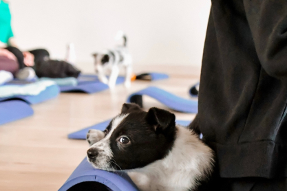 Puppy Yoga