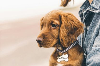 Stray 2 Stay: Η εθελοντική ομάδα εκπαιδευτών σκύλων που ήρθε να αλλάξει τα δεδομένα