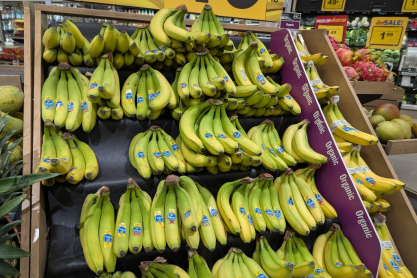 Η Chiquita απολύει 5.000 απεργούς από τις φυτείες μπανάνας στον Παναμά λόγω “αδικαιολόγητης εγκατάλειψης της δουλειάς τους” 