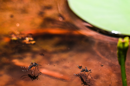 Iδιαίτερα φιλικές για τα κουνούπια οι κλιματικές αλλαγές - «Δωδεκάμηνη πλέον η δραστηριότητα τους στη Μεσόγειο»