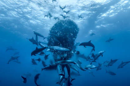 Η διεθνής παραγωγή «Ocean with David Attenborough» σε ειδική προβολή στη Θεσσαλονίκη