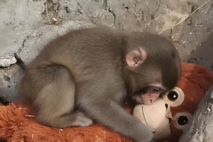 Γιατί μας άγγιξε όλους ο Punch; Ψυχολόγος εξηγεί