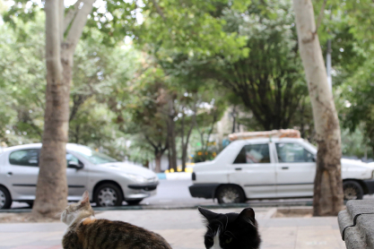 Τι συμβαίνει και εντοπίζουμε τόσες αδέσποτες γάτες στις γειτονιές 