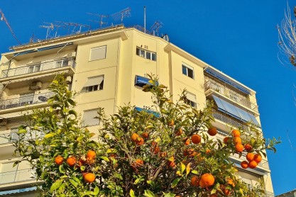 Γιατί η Αθήνα είναι γεμάτη νεραντζιές - H ιστορία του δέντρου με το ιρανικό όνομα