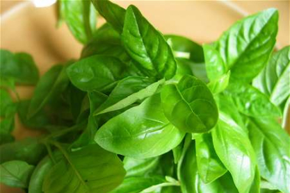 basil.jpg