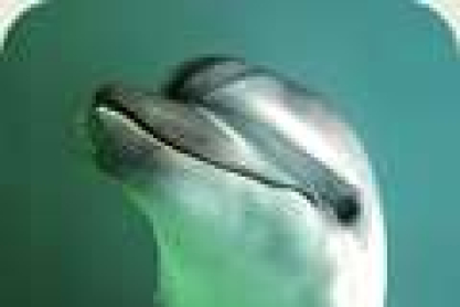 delfini.jpg