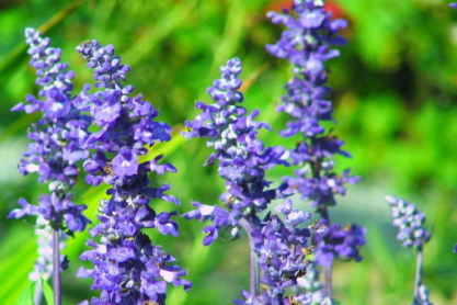 salvia.jpg