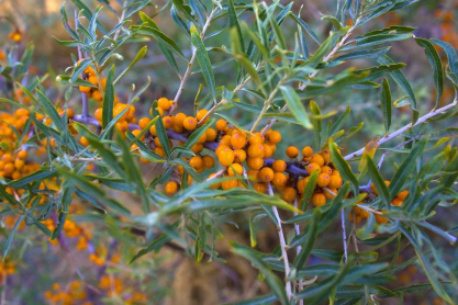 hippophae.jpg