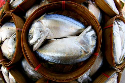 fishes.jpg