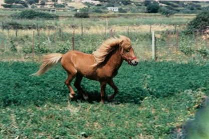 g._mitsibonas-skyrian-horse.jpg