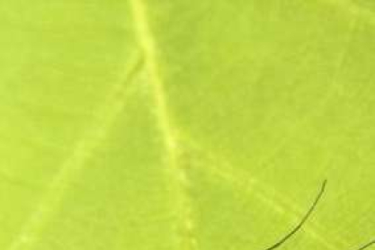 mosquito-635x446.jpg