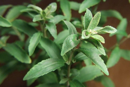 stevia.jpg