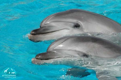 atticapark_1279873341_dolphi_animal.jpg