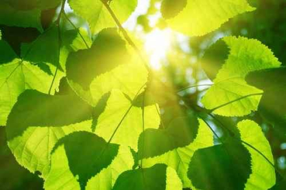 shutterstock_46394779.jpg