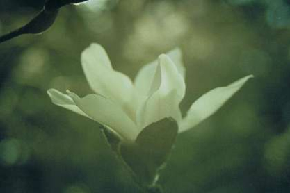 spring11_green2.jpg