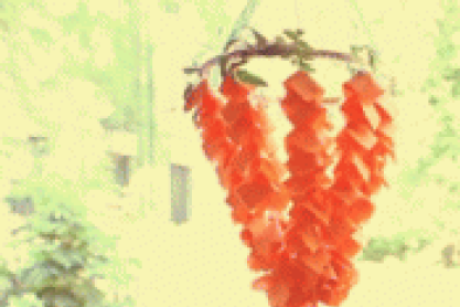 Picture-7.png