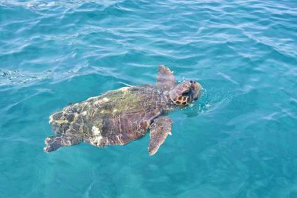 caretta.jpg