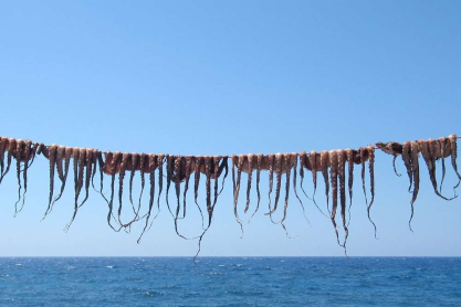 shutterstock_4752298-octopus.jpg