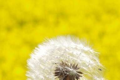 allergy-635x5691.jpg