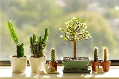 cactus.jpg