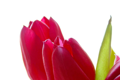 flowers.jpg
