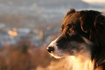 sunshine-dog.jpg