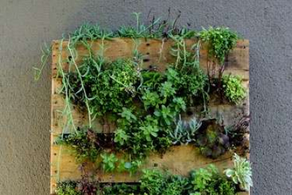 wall-garden2.jpg