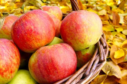 apples.jpg